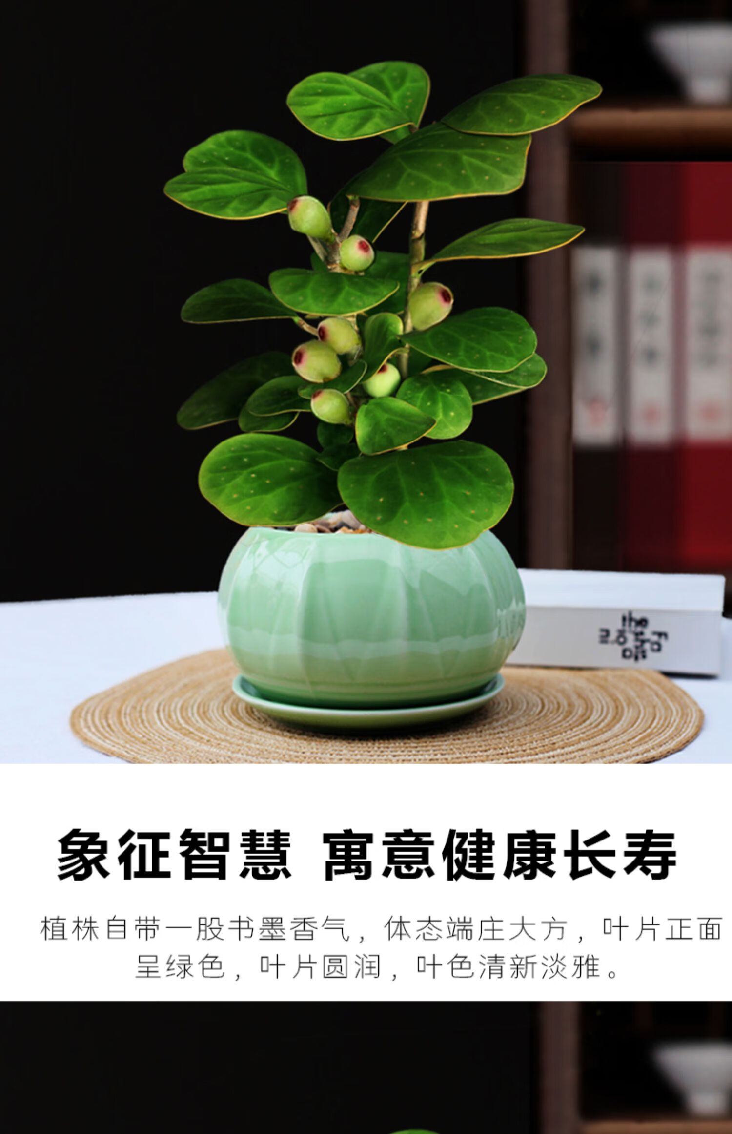 【心头肉】菩提盆栽小盼菩提树办公室桌面好养植物室内四季常青绿植