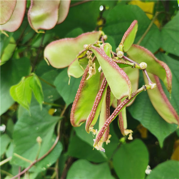 梁平农家新鲜刀豆峨眉豆蛾眉豆梅豆扁豆角猪耳朵红边青扁豆紫扁豆