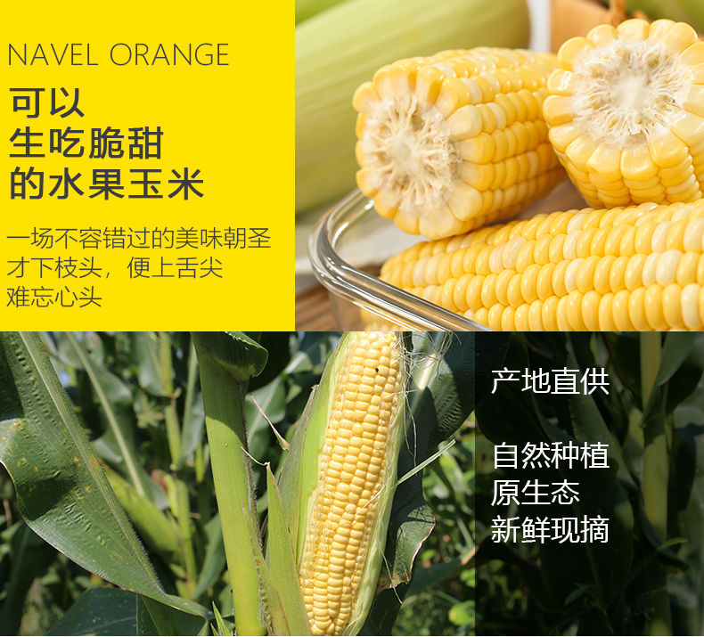 现摘现发水果甜玉米即食新鲜玉米棒5斤精选