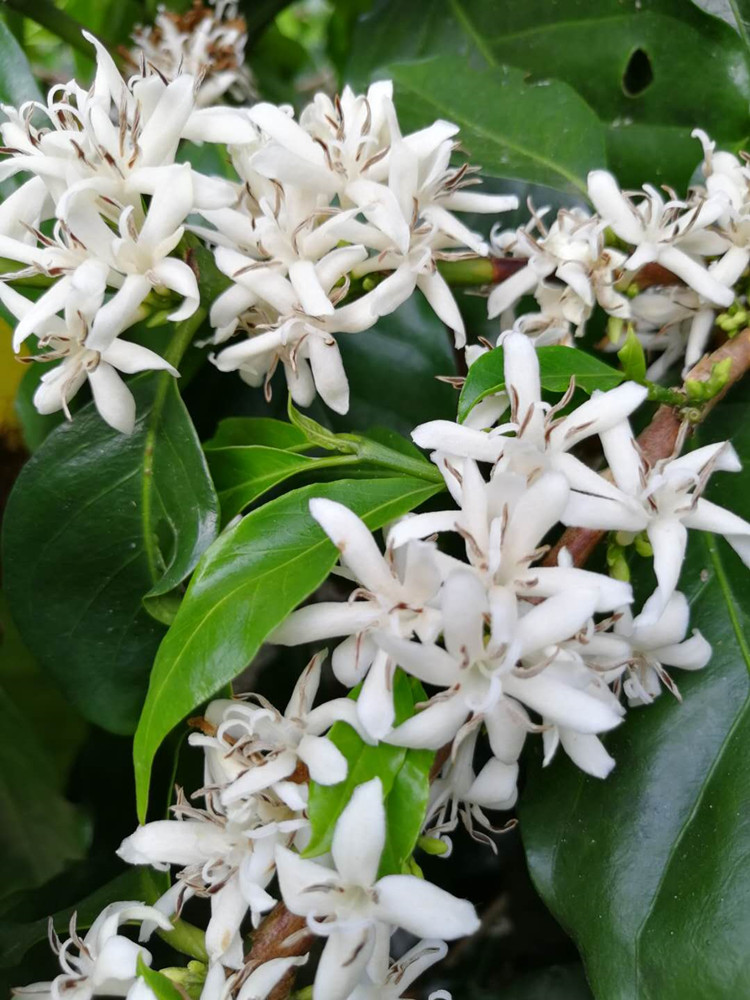 普洱咖啡豆云南小粒咖啡454克 一点就到家远山树林味 可代磨粉【图片