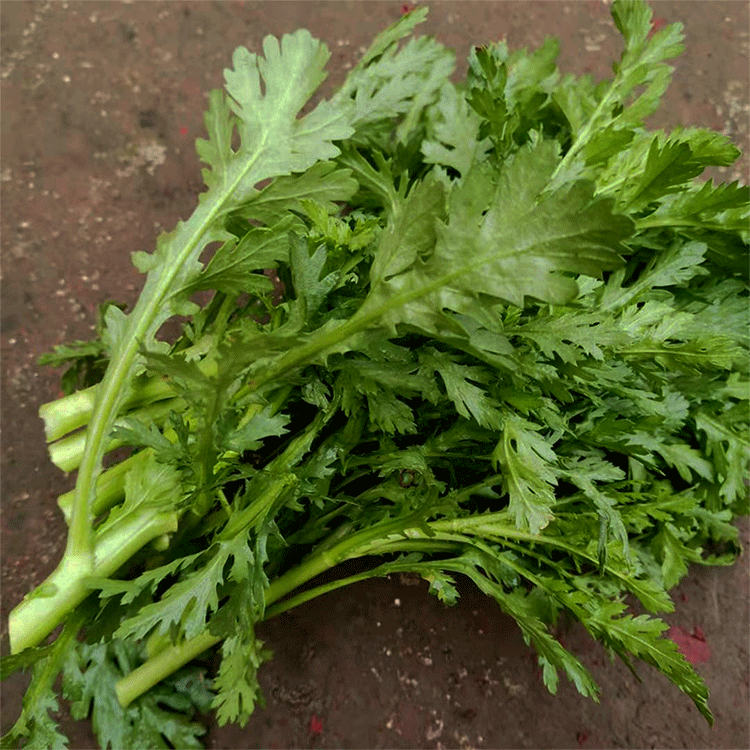 晨臻新鲜青叶蔬菜茼蒿农家露天种植菊科火锅菜清炒3斤蒿子秆 皇帝菜