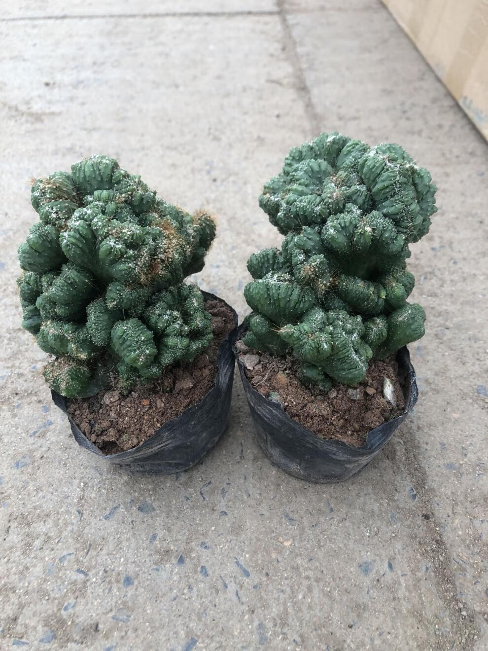 元井汇仙人山虎头罗汉山影拳 仙人掌类沙生多肉植物 虎头山影 盆栽