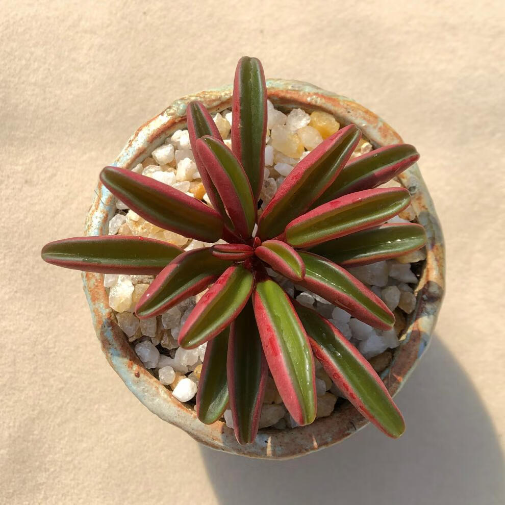 红背椒多肉植物老桩绿植盆栽稀有肉肉大棚微景观四季盆栽红背椒草46头