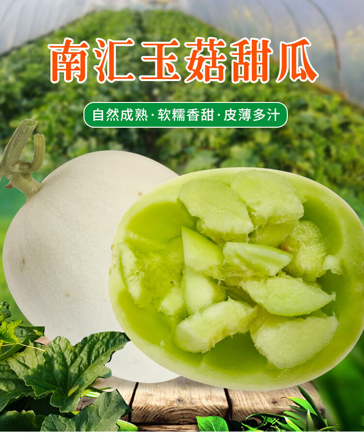 玉菇甜瓜五斤特产青皮绿肉香瓜蜜瓜当季新鲜水果