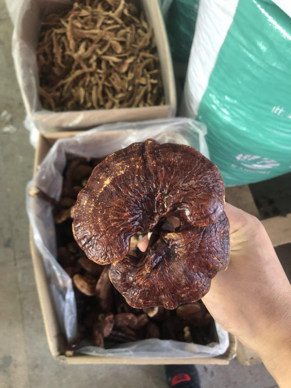 灵芝 长白山赤灵芝 灵芝赤芝东北特产林芝泡酒多规格 灵芝片500克