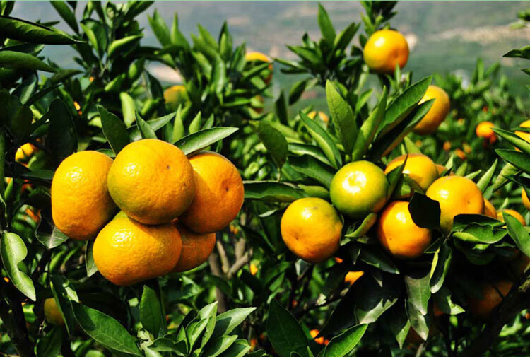 陕西汉中柑橘城固升仙蜜桔黄皮新鲜水果现摘薄皮无核5 1箱 9斤