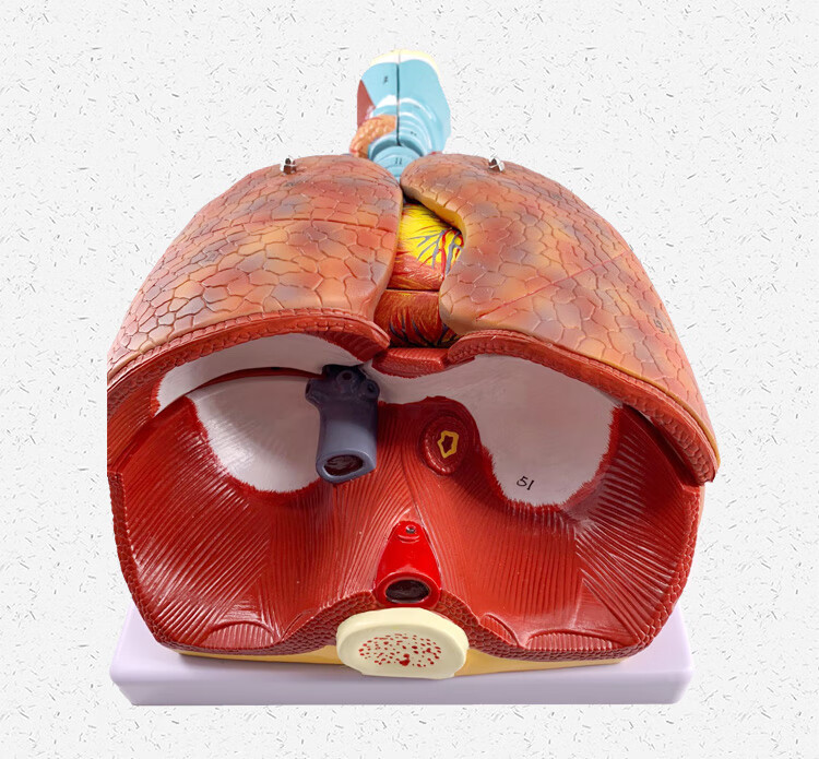 肺部医院学校教学人体器官解剖模具喉心肺器官解剖模型可拆分7部件