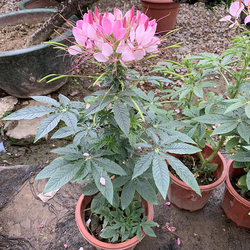 多瑙梦醉蝶花盆栽苗凤蝶草耐热高温花期长别墅庭院盆栽阳台花卉苗蝴蝶