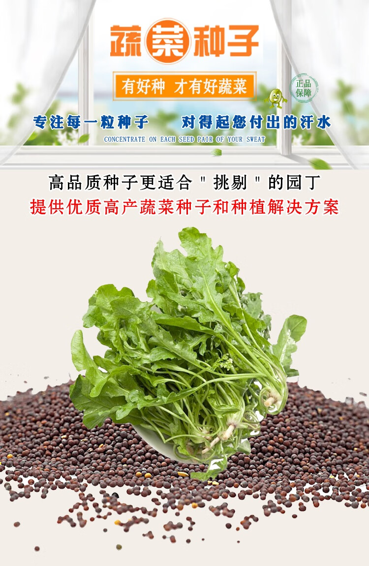 菜种子冬天种野菜面条菜荠菜种子大全耐寒野生菜孑籽