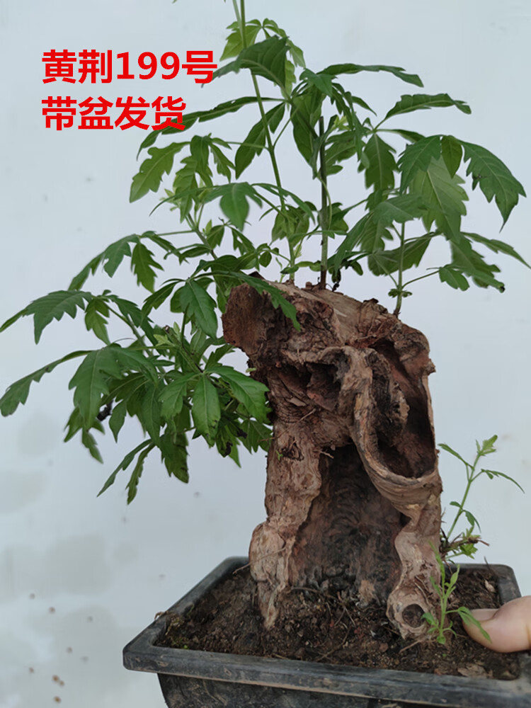 黃荊小型迷你盆景老樁舍利荊條樹樁映山紅紅花熟樁帶盆栽好 黃荊227號