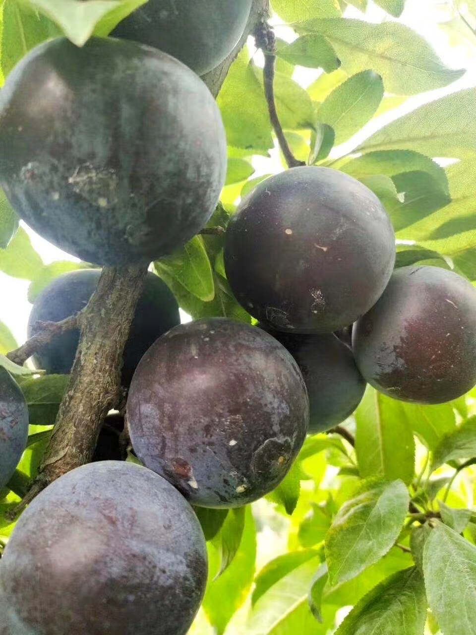 【4斤装顺丰】新疆恐龙蛋水果新疆多拼恐龙蛋红蛋杏李恐龙蛋新鲜水果