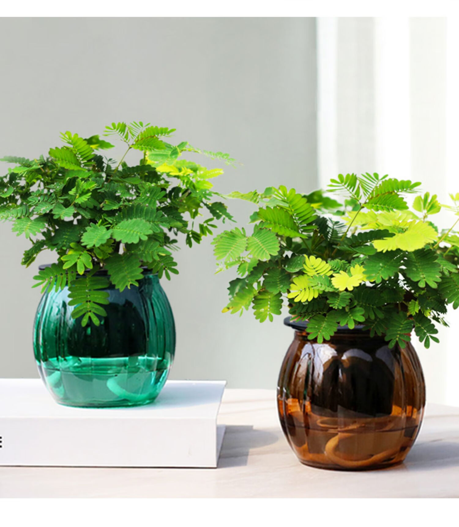 心头肉含羞草盆栽植物室内趣味小绿植办公室四季好养花卉玻璃水培植物