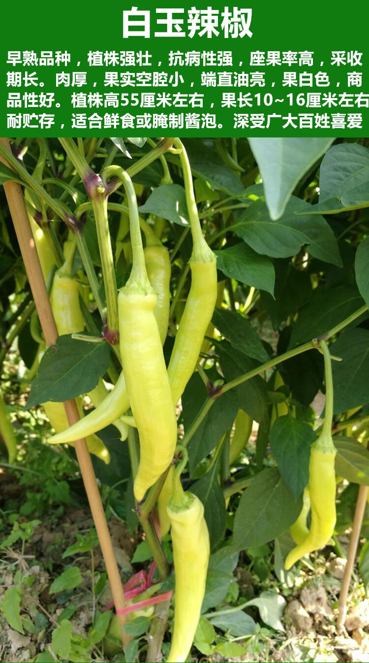 纳格兰白玉辣椒种子超辣小辣椒泡椒小米椒白辣椒春秋四季盆栽蔬菜种孑