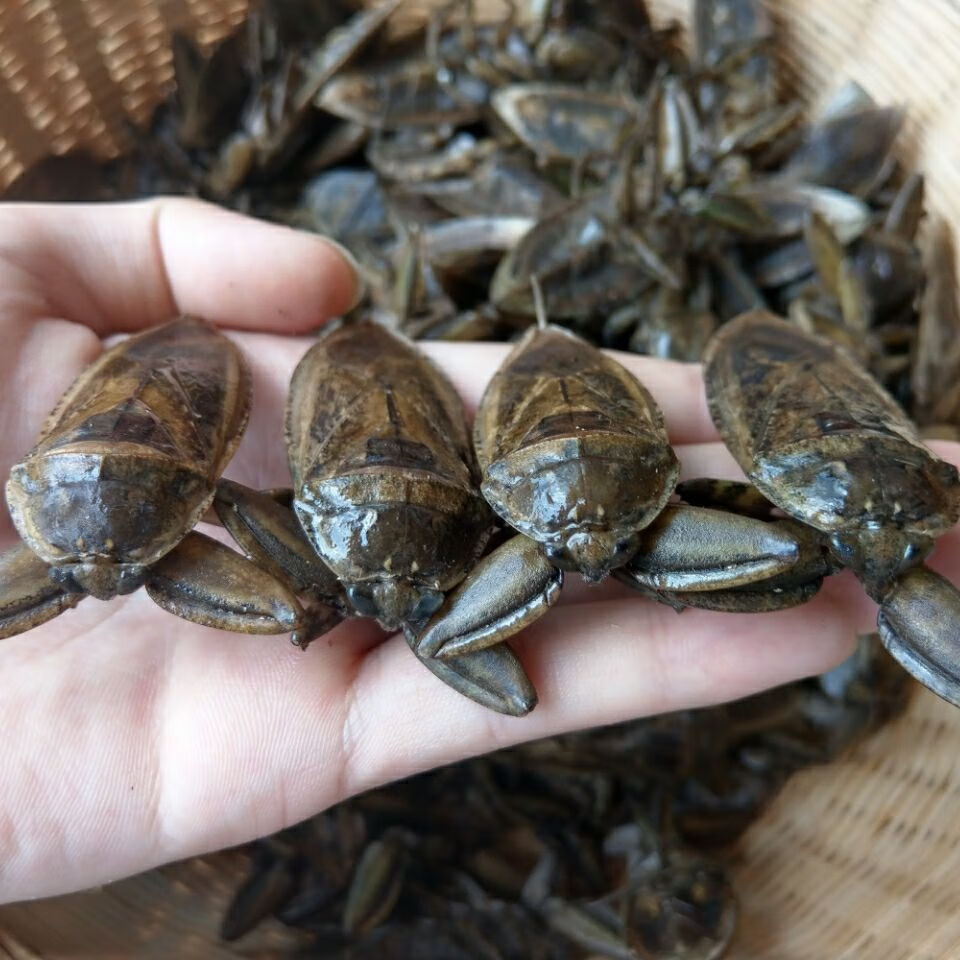 16只起售新鲜速冻水知了水蟑螂桂花蝉水蟑螂掐脚虫材水蟑螂16只