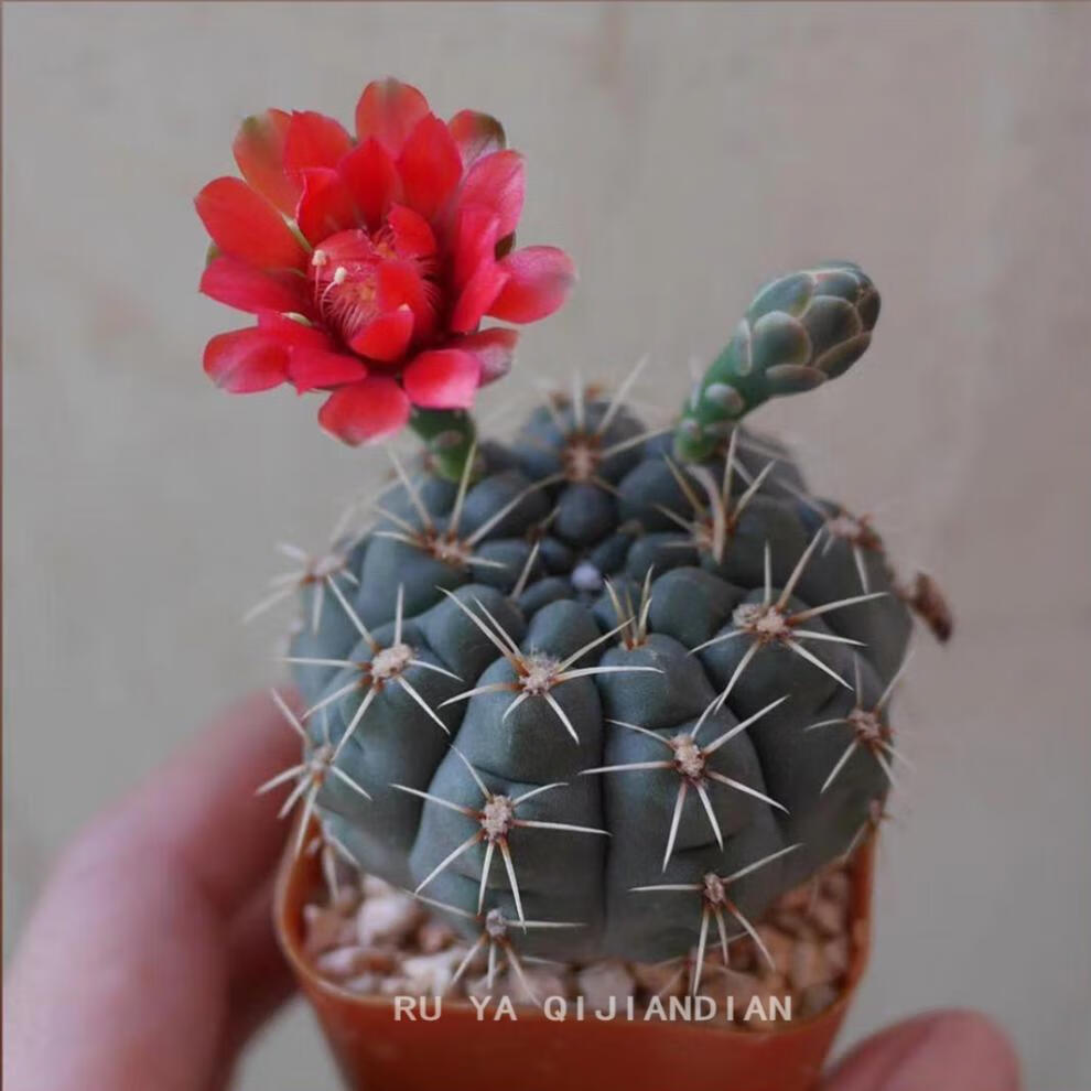 菲花玉仙人球带花苞绯花玉小盆栽室内桌面绿植开花大多肉植物 1颗绯花