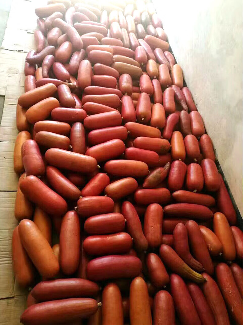 南美香如蜜火腿甜瓜种籽洋角羊角蜜香瓜四季夏季瓜类水果种子种孑