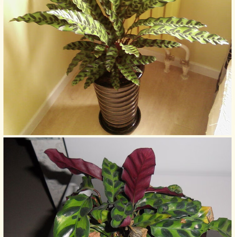 浩胜【猫眼竹芋】室内净化空气花卉绿植 办公室盆栽植物 桌面茶几吸