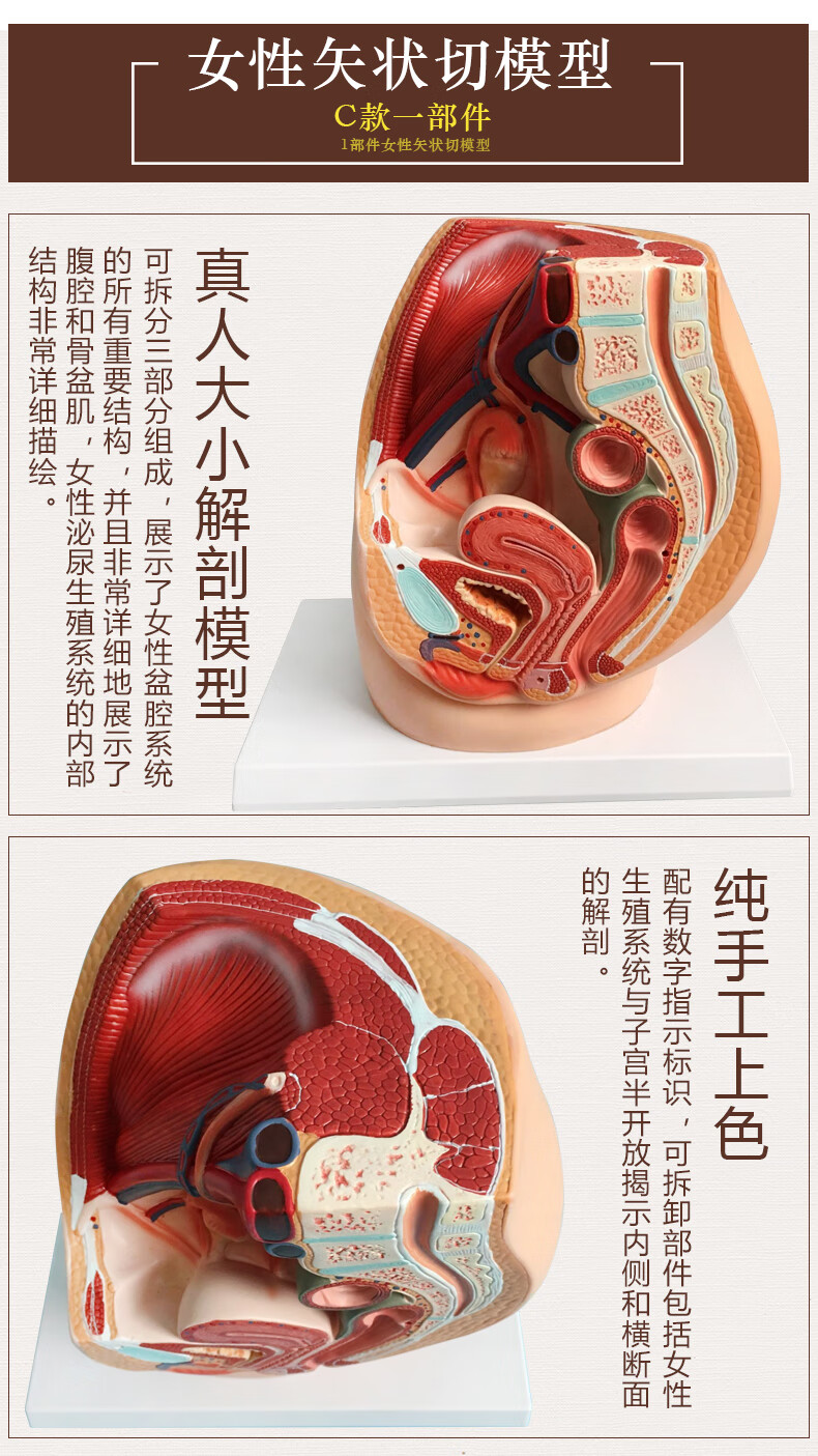 男女性盆腔矢状解剖模型女性生殖器官模型男女性生殖子宫模型 小型