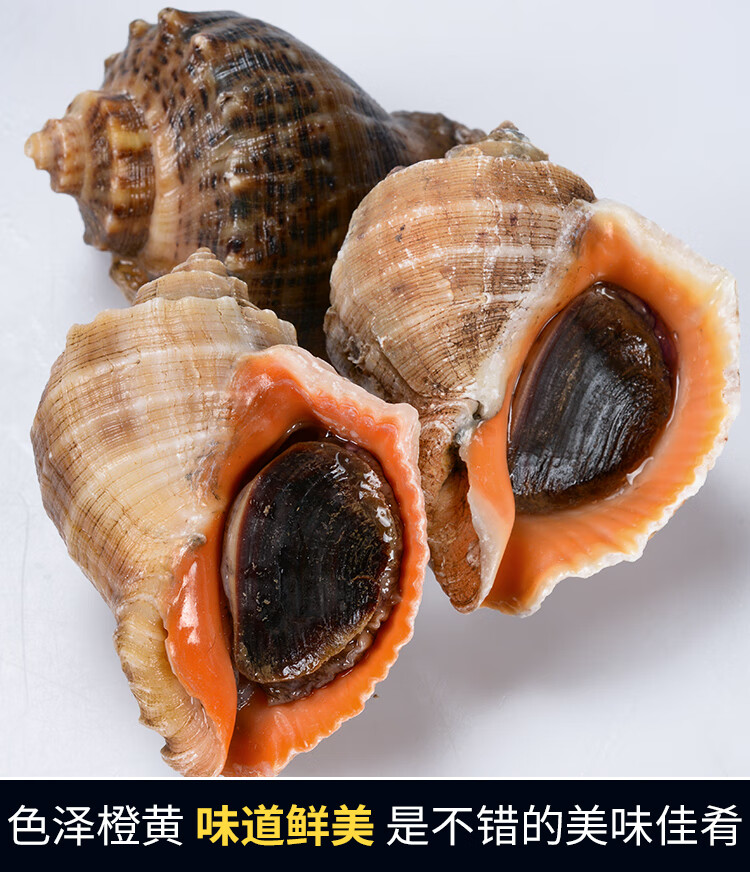 棠鲜生海螺500g大号海螺中号海螺小海螺发货海螺肉足大海螺34只500g