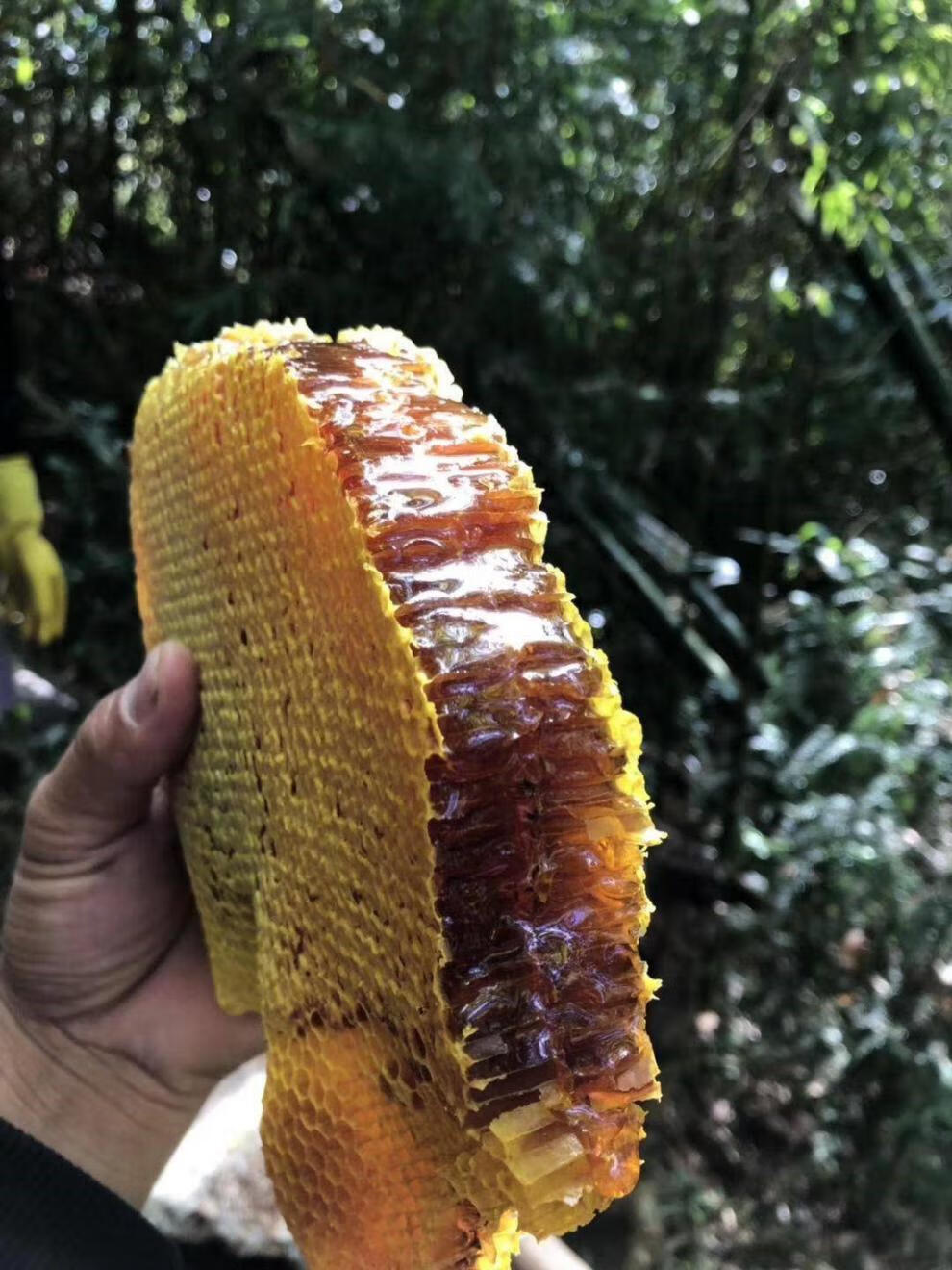 蜂巢蜜 蜂蜜 新蜜上市 农家自产蜂巢蜜新蜂巢蜜 土蜂蜜 嚼着吃盒装