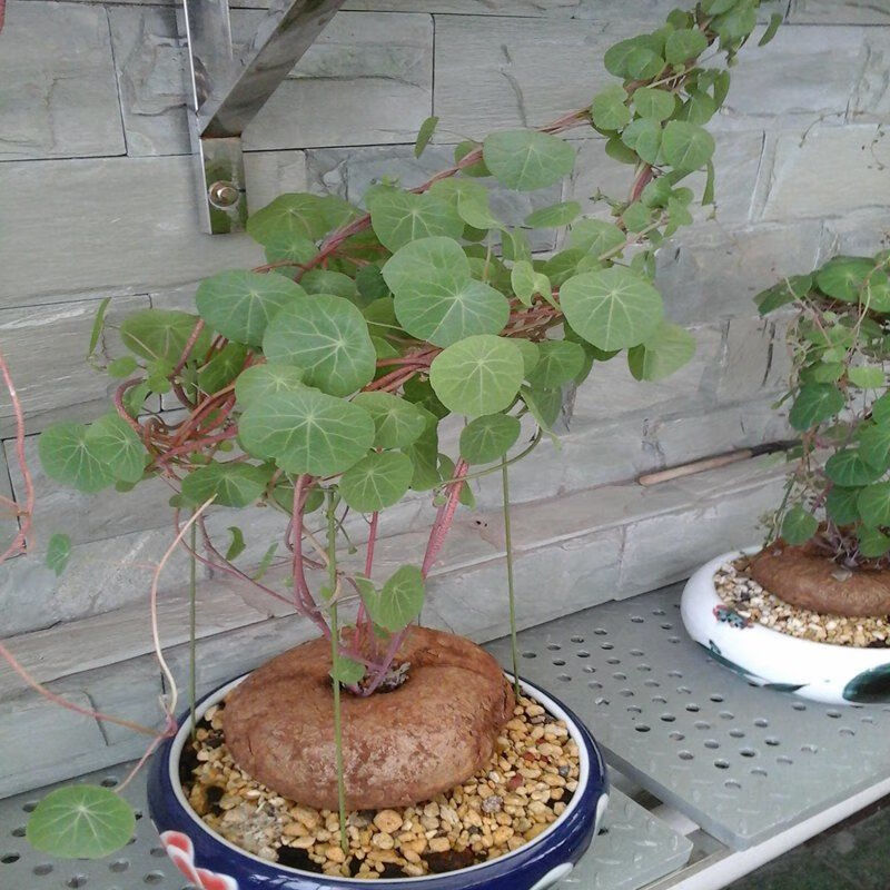 贵州野生山乌龟金不换植物爬藤四季常青苗 野生货 20到25厘米直径 不