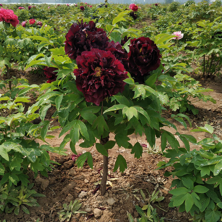 洛阳牡丹花苗菏泽牡丹盆栽庭院阳台绿植牡丹花耐寒好养活 一点红 5-6
