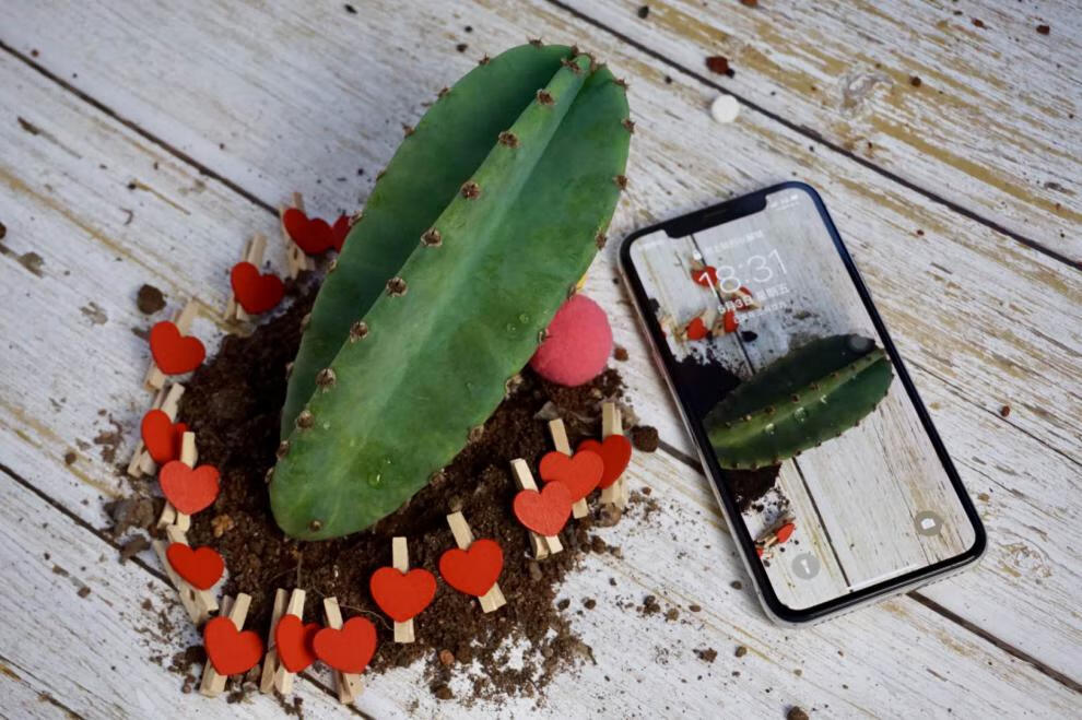 仙人球【量天尺】铁柱嫁接无根批 发仙人柱仙人掌美观绿 27cm-30cm