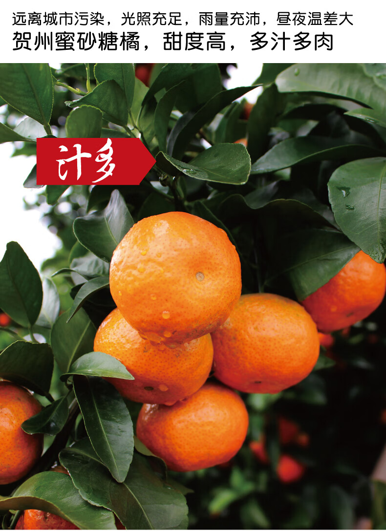 预售 正宗广西贺州砂糖橘当季新鲜孕妇水果小蜜橘子沙糖桔现发整箱10