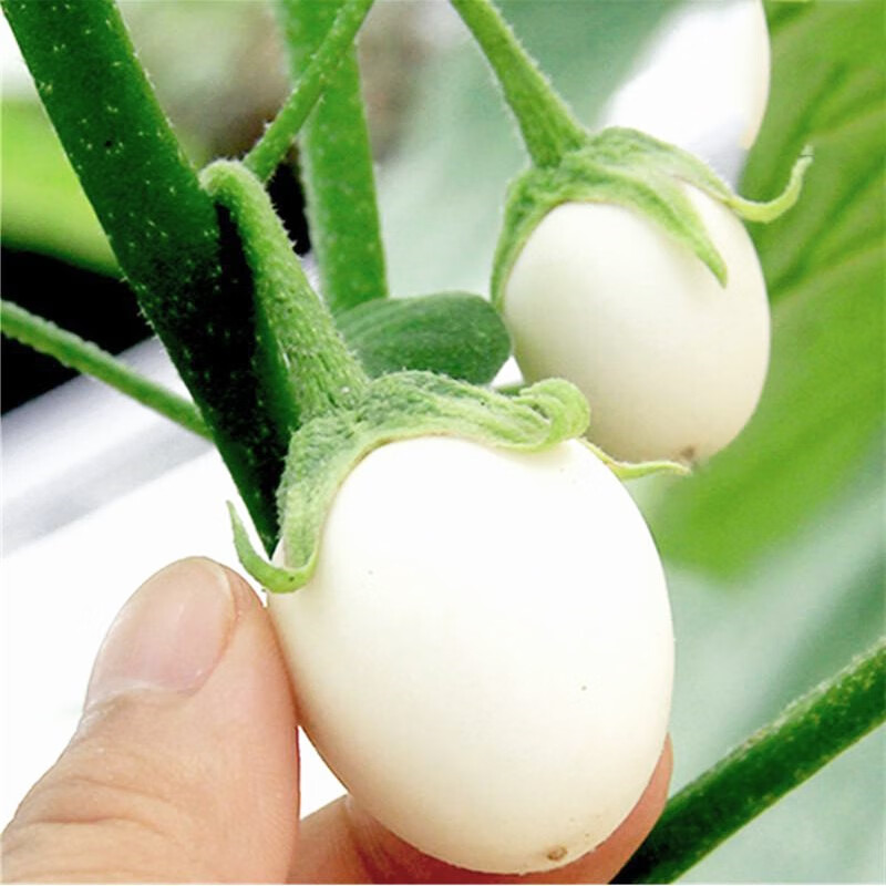 鸡蛋茄子种子四季春夏播蔬菜种孑农家新品种白色圆形杂交茄子种籽快圆