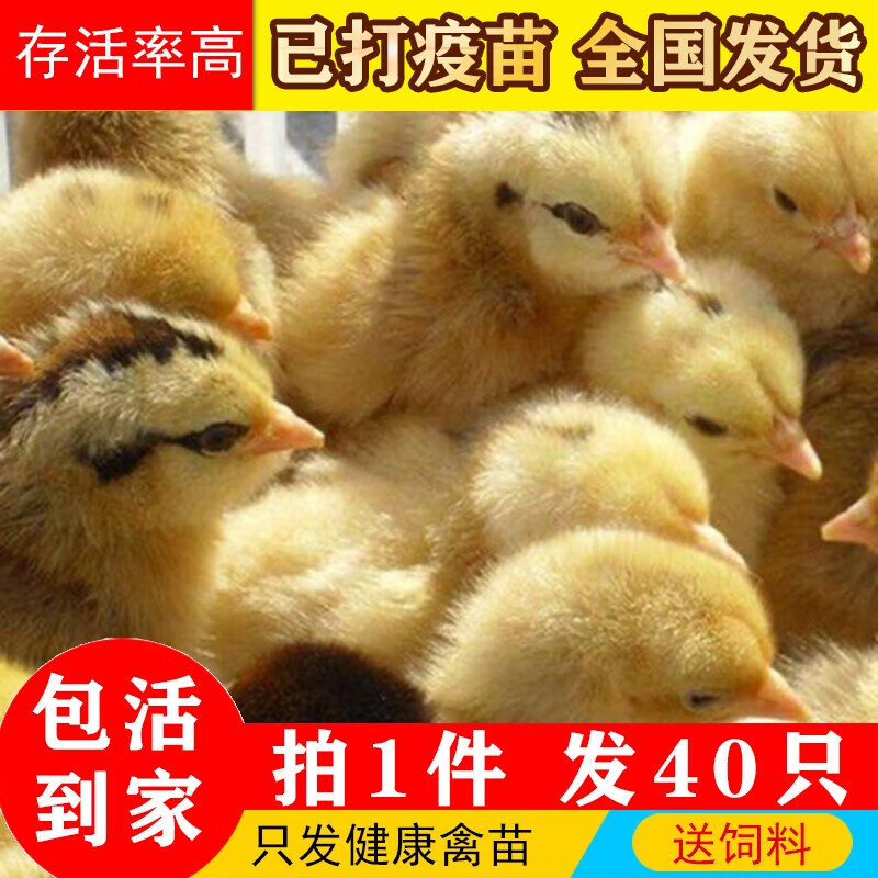 鸡苗批发活的脱温鸡苗活体五黑鸡纯种活小鸡苗芦花鸡贵妃鸡土鸡苗元宝