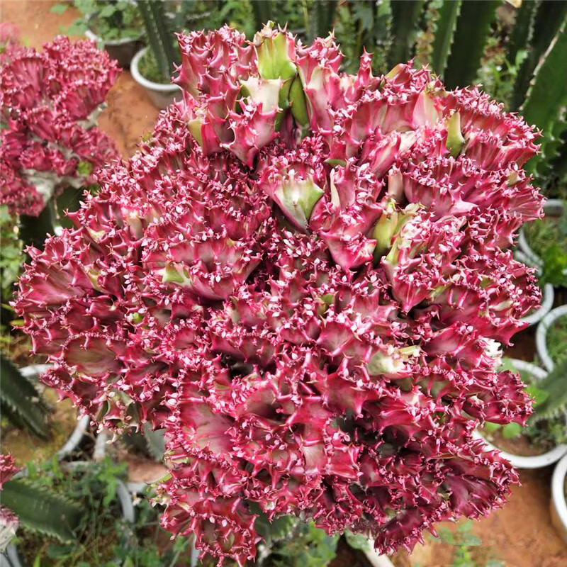 chuangyi 麒麟掌植物 仙人掌盆栽绿植花卉玉麒麟 麒麟掌盆景 多肉植物