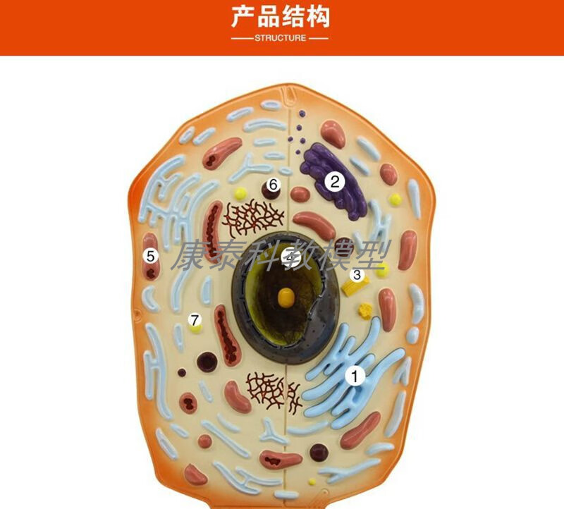 年货生物细胞模型膜流动镶嵌蛋白质二级dna双螺旋结构可拆卸课教具