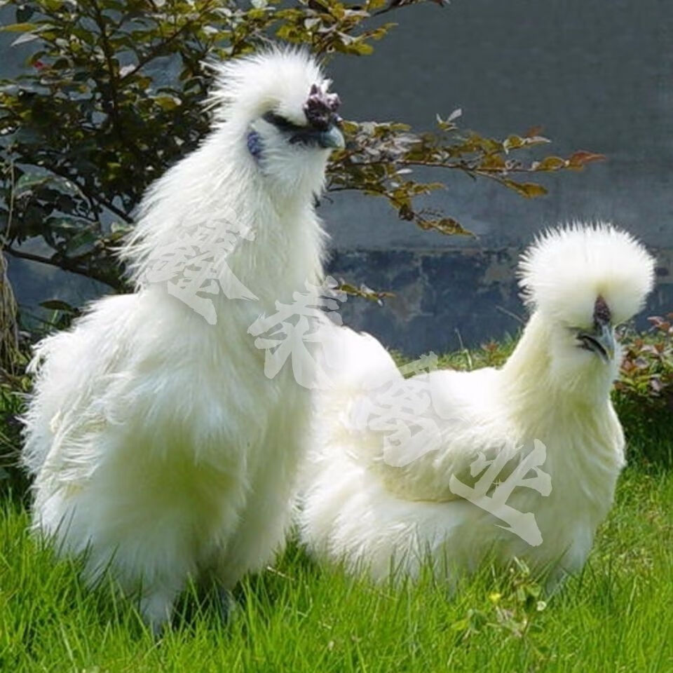 荣郁荣郁纯种白凤乌鸡活体乌鸡小鸡半大白乌鸡乌骨鸡一斤脱温苗 白
