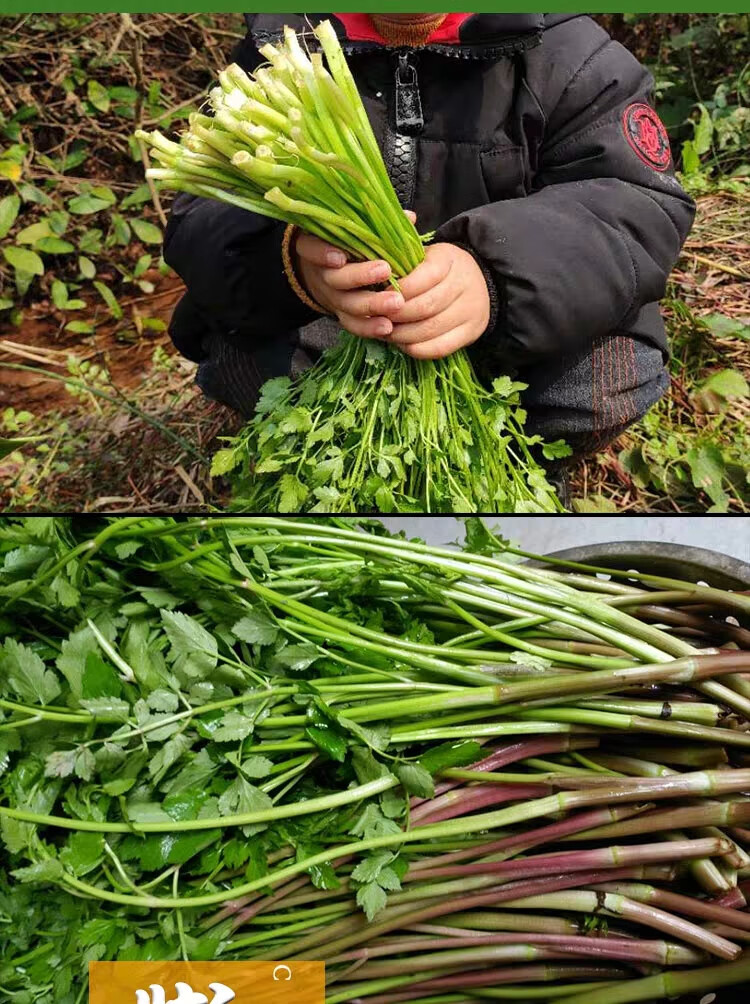 东北特产水芹菜小叶健康农家野菜新鲜蔬菜湖南种苗根特产5斤纸箱装