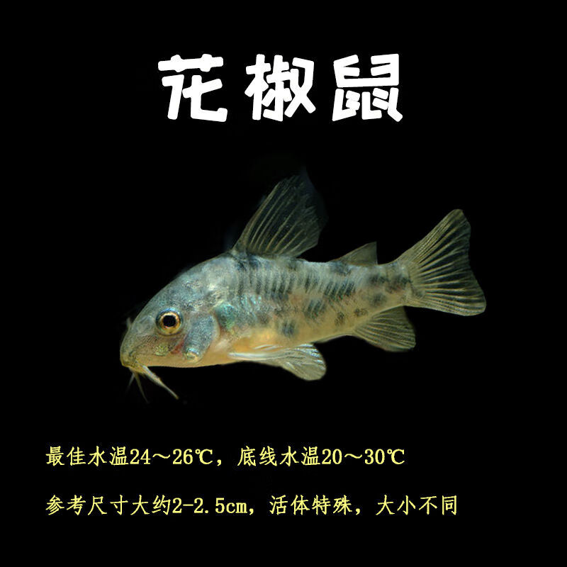 京选推荐老鼠鱼青苔鼠鱼底栖异形鱼淡水清洁工具观赏鱼活吃垃圾清道夫