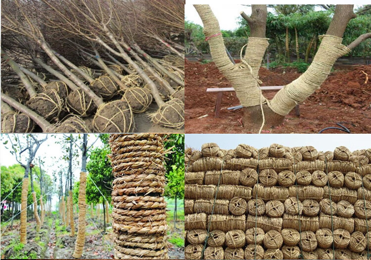 沃绣 草绳稻草绳园林花木移栽包扎捆绑树木草绳子仿寒保暖加厚裹树布