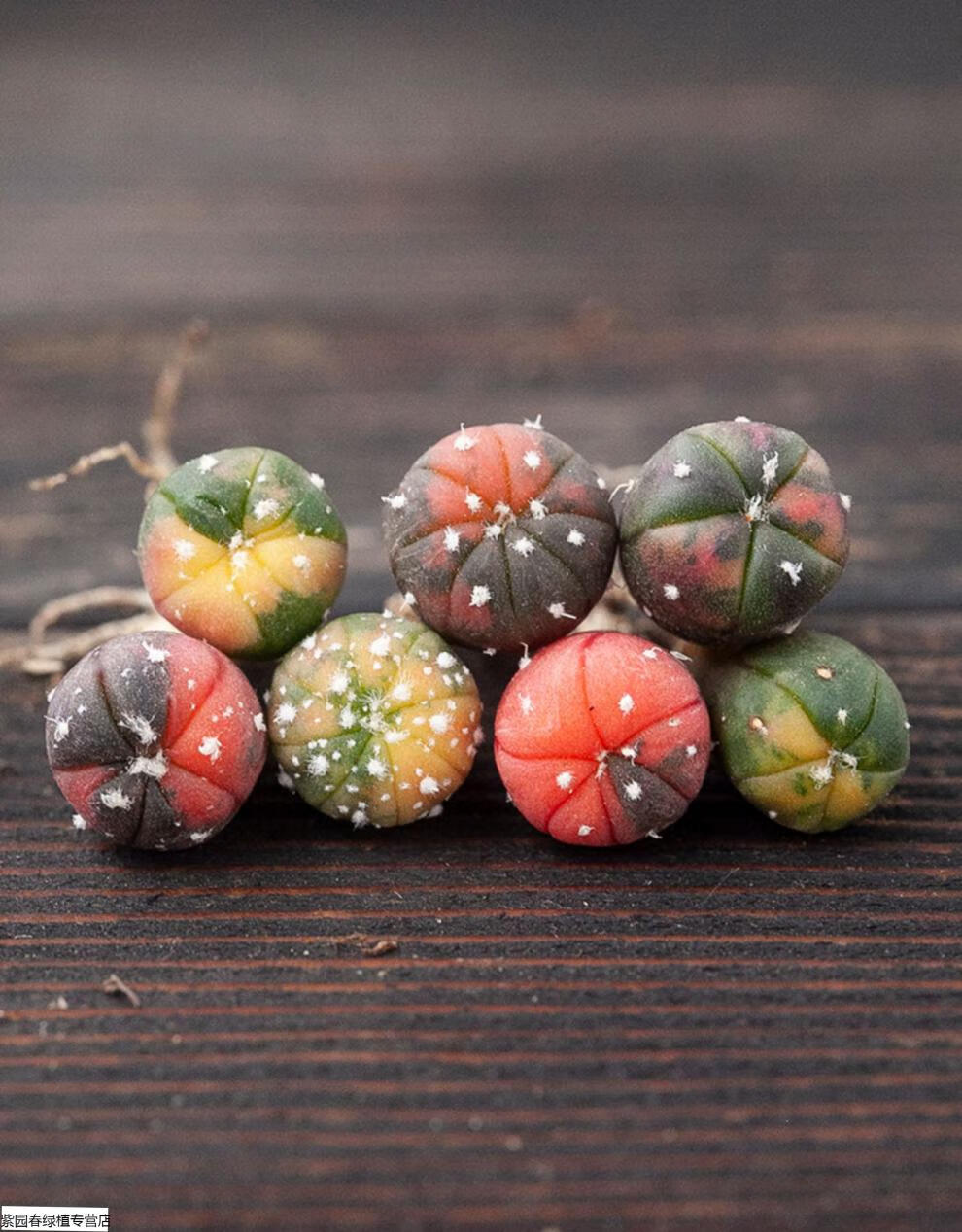 园艺兜锦 星兜锦 仙人球 实生 奇迹兜 星兜锦2厘米左右 裸根不带土