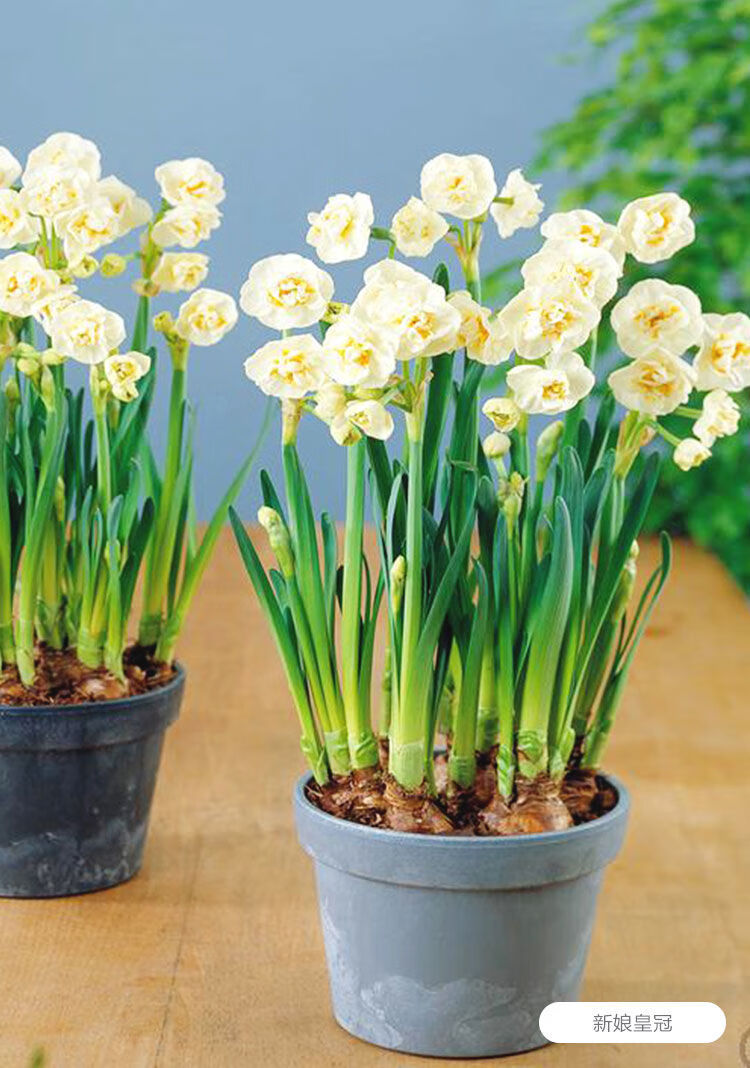 【i年货节i】荷兰水仙 盆 液 粉养水仙花种球水培花卉室内盆栽水样