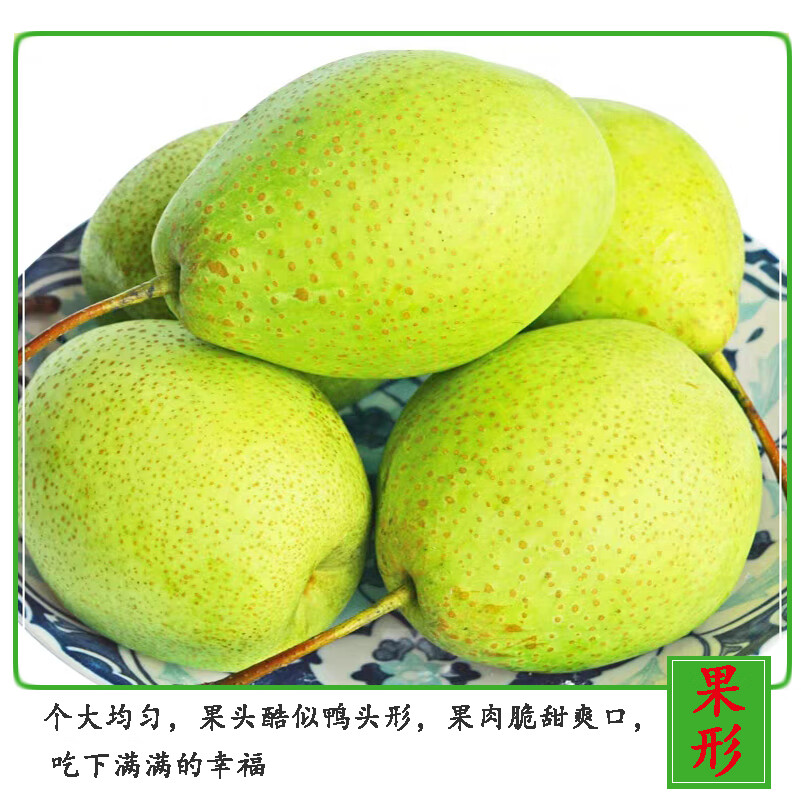 河北梨子青皮水果新鲜5斤10斤魏县鸭梨当季鲜果天津鸭梨 大果 9斤