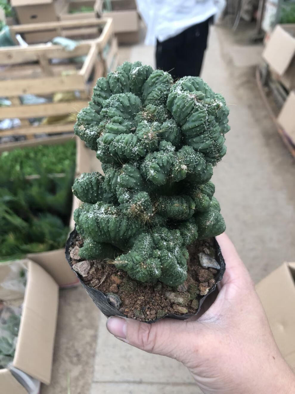 元井汇仙人山虎头罗汉山影拳 仙人掌类沙生多肉植物 虎头山影 盆栽