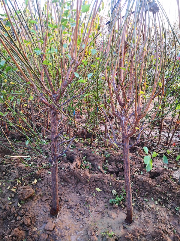 红梅树苗地栽梅花大树苗原生红梅庭院耐寒年宵盆栽树桩盆景当年开花