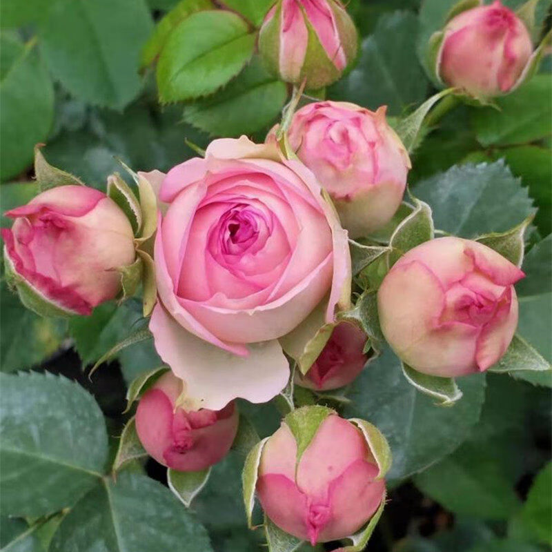 纳格兰钻石玫瑰红钻月季花苗盆栽欧月灌木阳台绿植物花卉薄荷冻糕营养