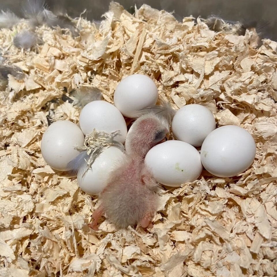 鹦鹉蛋出壳前状态图片