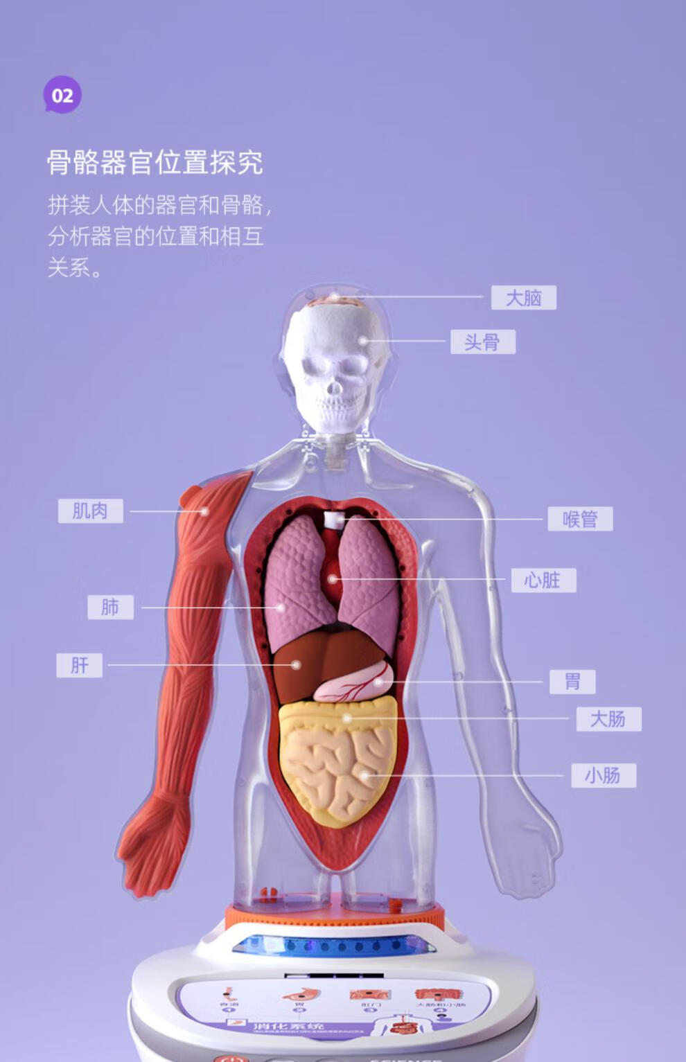 科学罐头人体骨骼模型骨架全身内脏器官结构肌肉解剖人体结构模型礼盒