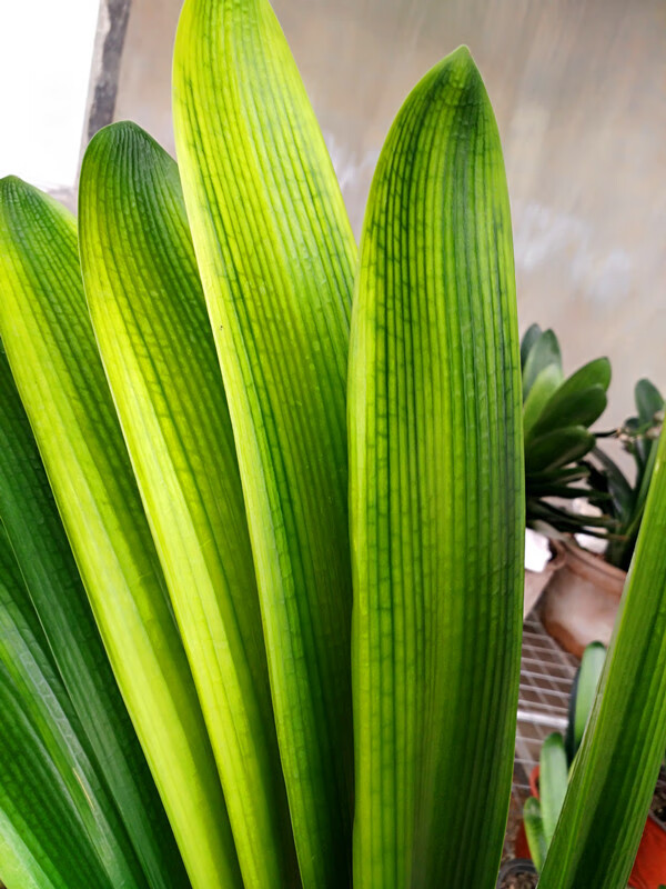 长春君子兰蜡膜金凤凰室内绿植盆栽花卉4年蜡膜金凤凰裸根不带土