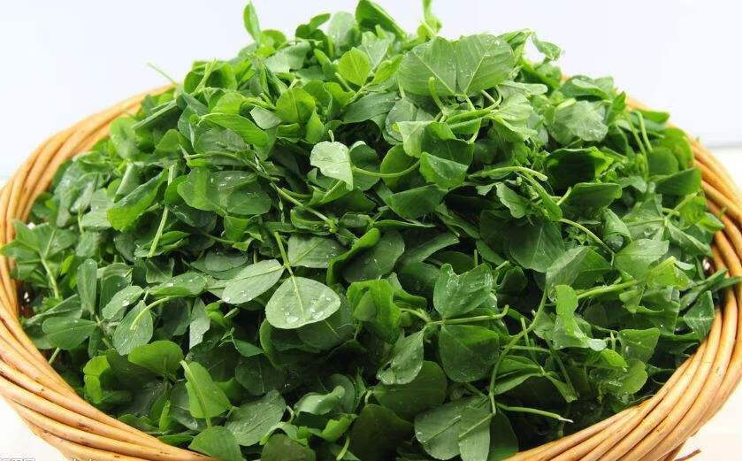 上海发货现割现发新鲜草头金花菜上海特产蔬菜头茬尝鲜味道精选草头3