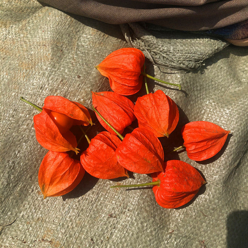 红姑娘果皮东北长白山野生苦姑娘挂金灯锦灯笼果干果中药材 新鲜冷冻