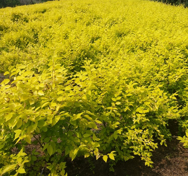 造林養護觀葉北方金葉榆榆樹苗金葉榆庭院圍牆榆錢樹苗木地栽12米15