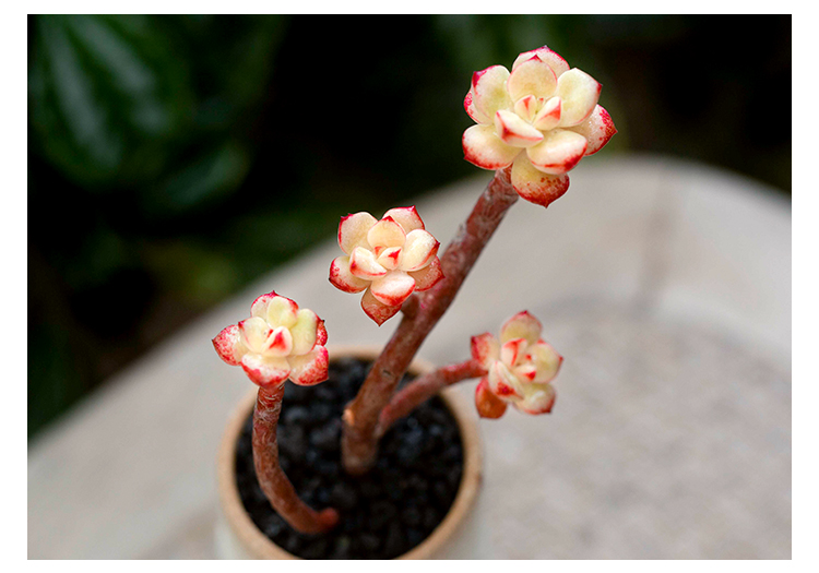 探戈群生老桩多肉植物阳台四季超萌肉肉小盆栽绿植云南多肉 探戈单头