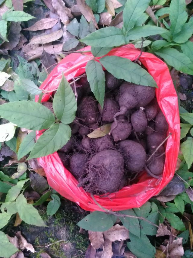 自采新鲜药材中草药三叶青金线吊葫芦/丝线吊金钟500克【图片价格品牌评论】-京东